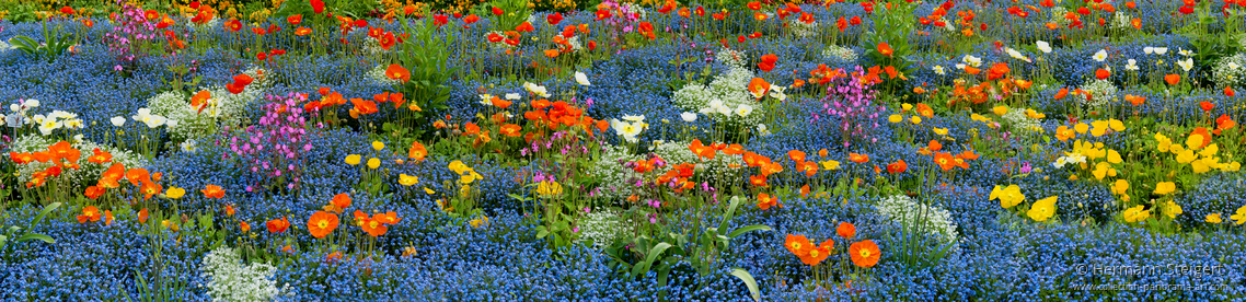 Bunte Frühlingsblüte auf der Insel Mainau