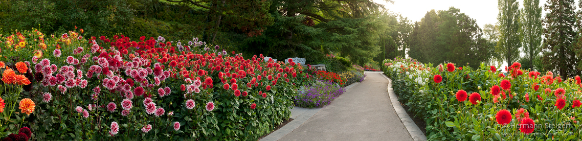 Dahlienblüte auf der Insel Mainau