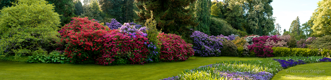 Rhododendronblüte auf der Insel Mainau