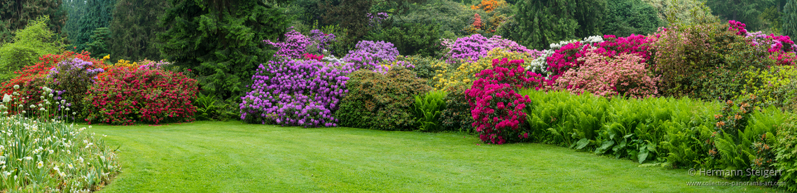 Rhododentronblüte an einer Wiese auf der Insel Mainau