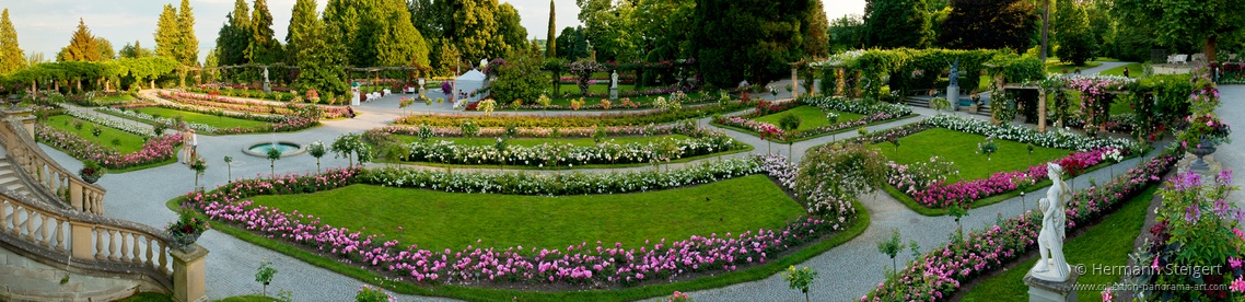 Rosenblüte auf der Insel Mainau